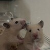 HAMUbaby's
