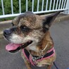 【急募】とっても人懐こいハチです！ サムネイル2