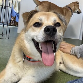 骨折手術を乗り越えた【翔馬】明るい子です