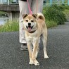 骨折手術を乗り越えた【翔馬】明るい子です サムネイル2