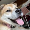 骨折手術を乗り越えた【翔馬】明るい子です サムネイル3