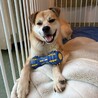 骨折手術を乗り越えた【翔馬】明るい子です サムネイル4