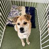 骨折手術を乗り越えた【翔馬】明るい子です サムネイル6