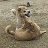 骨折手術を乗り越えた【翔馬】明るい子です サムネイル7