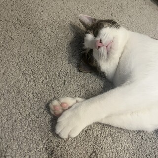 黒猫　男の子3ヶ月