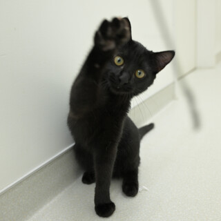 他猫と仲良く遊びます♡可愛い男の子4ヶ月