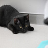 他猫と仲良く遊びます♡可愛い男の子4ヶ月 サムネイル4