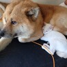 GW生まれの子猫ちゃん サムネイル2