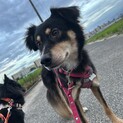 賢くて、おとなしい（完全室内飼育）女の子