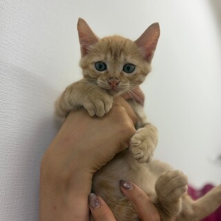 茶トラの超やんちゃ甘えん坊子猫（問い合わせ停止）