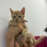 茶トラの超やんちゃ甘えん坊子猫（問い合わせ停止） サムネイル2