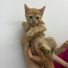 茶トラの超やんちゃ甘えん坊子猫（問い合わせ停止） サムネイル3