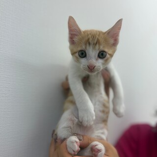 茶白の超絶甘えん坊子猫・ハニー（問い合わせ停止）