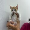 茶白の超絶甘えん坊子猫・ハニー（問い合わせ停止） サムネイル2