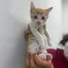 茶白の超絶甘えん坊子猫・ハニー（問い合わせ停止） サムネイル3