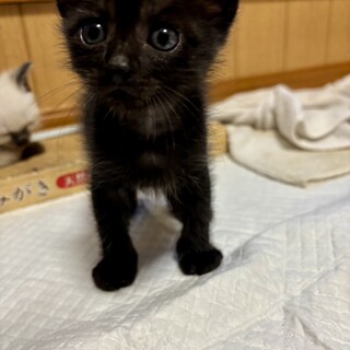 くろみちゃん