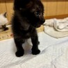 くろみちゃん サムネイル2