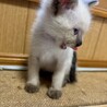 シフォンくん サムネイル2