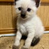 シフォンくん サムネイル3