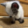 シフォンくん サムネイル4
