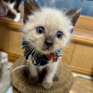 ワッフルくん