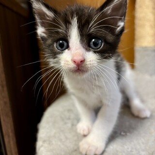 おにぎりくん
