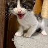 おにぎりくん サムネイル2