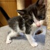おにぎりくん サムネイル3