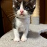 おにぎりくん サムネイル4