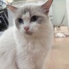 ラグドールの里親募集（繁殖引退猫） サムネイル2