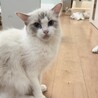 ラグドールの里親募集（繁殖引退猫） サムネイル3