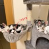 牛舎で保護された生後2ヶ月半の子猫④ サムネイル2