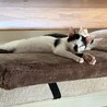 牛舎で保護された生後2ヶ月半の子猫④