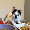 牛舎で保護された生後2ヶ月半の子猫④ サムネイル4