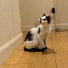 牛舎で保護された生後2ヶ月半の子猫④ サムネイル5