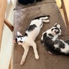 牛舎で保護された生後2ヶ月半の子猫④ サムネイル6