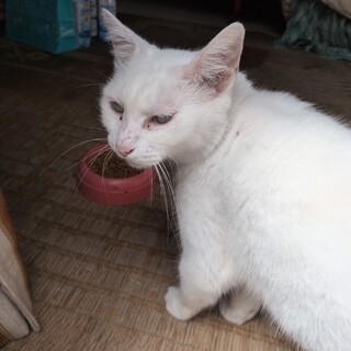 真っ白でブルー目のネコちゃん