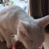 真っ白でブルー目のネコちゃん サムネイル2