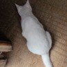 真っ白でブルー目のネコちゃん サムネイル3