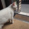 真っ白でブルー目のネコちゃん サムネイル4
