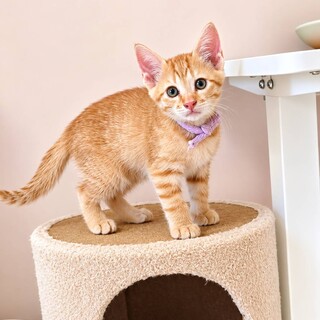 膝乗りめちゃめちゃ可愛い茶トラの子猫