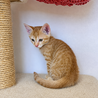 膝乗りめちゃめちゃ可愛い茶トラの子猫 サムネイル2
