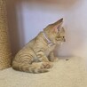 膝乗りめちゃめちゃ可愛い茶トラの子猫 サムネイル3