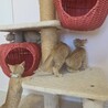 膝乗りめちゃめちゃ可愛い茶トラの子猫 サムネイル4