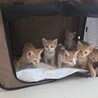 膝乗りめちゃめちゃ可愛い茶トラの子猫 サムネイル5