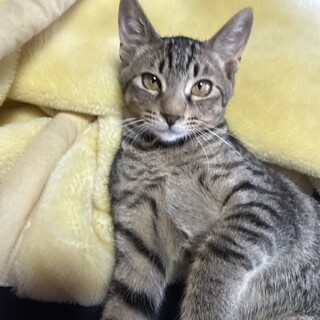 シャンクスくん