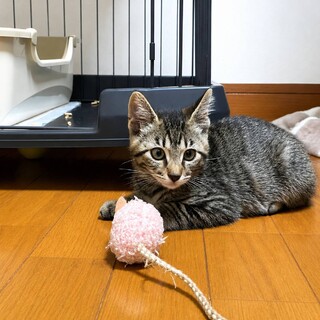膝乗り甘えん坊 キジちゃん
