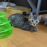 膝乗り甘えん坊 キジちゃん サムネイル2