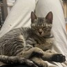 膝乗り甘えん坊 キジちゃん サムネイル3