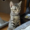 膝乗り甘えん坊 キジちゃん サムネイル4